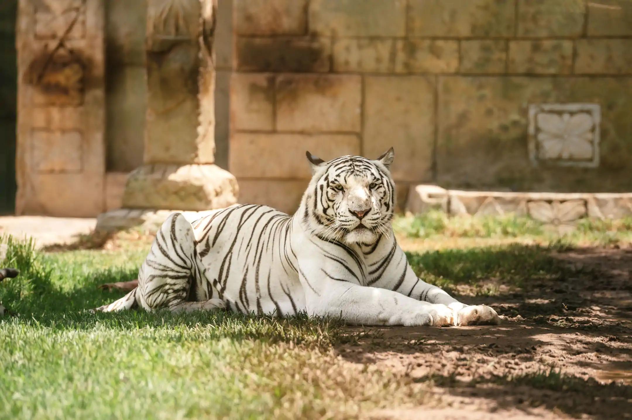 Anime Tigre Blanco: El Felino Mítico y Real - Cómo se ve el tigre blanco anime tigre blanco - Cómo se ve el tigre blanco