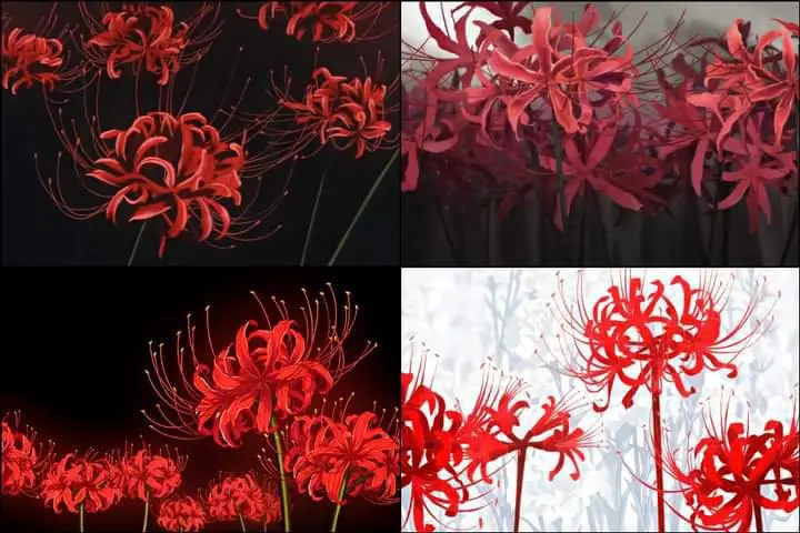 Lycoris Recoil: El anime de acción y misterio que te dejará sin aliento - Dónde ver Lycoris radiata en Japón flor del infierno anime - Dónde ver Lycoris radiata en Japón