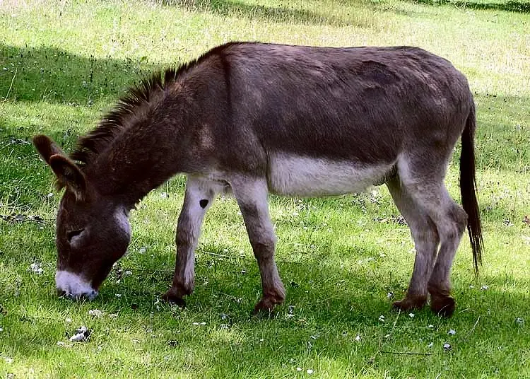 El mundo de los burros: Una exploración completa - Is donkey a girl or boy anime donkey - Is donkey a girl or boy