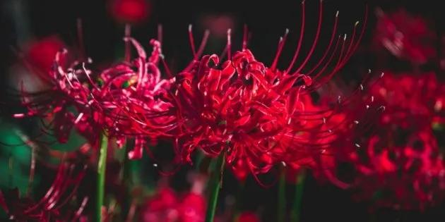 flor anime roja - Qué significa la flor Higanbana