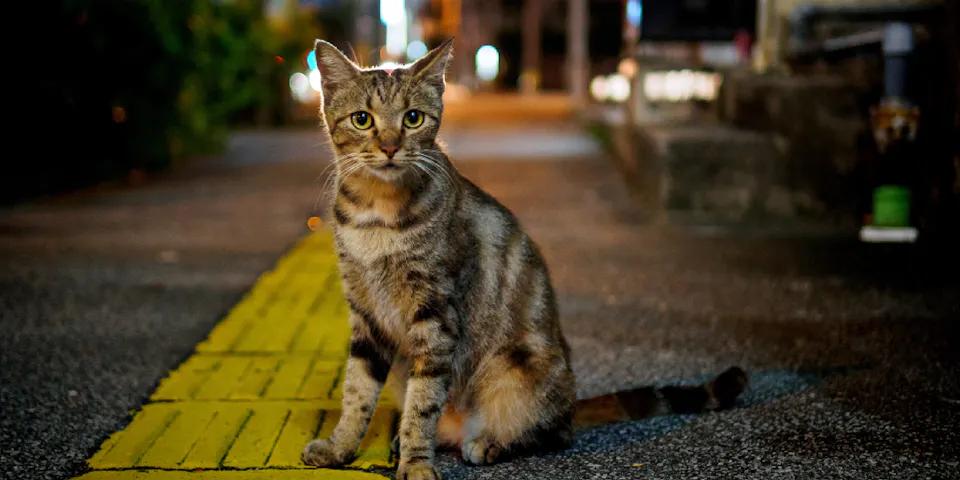 Gatos Anime Blanco y Negro: Una Guía Completa - What anime has a white cat black and white anime cat - What anime has a white cat