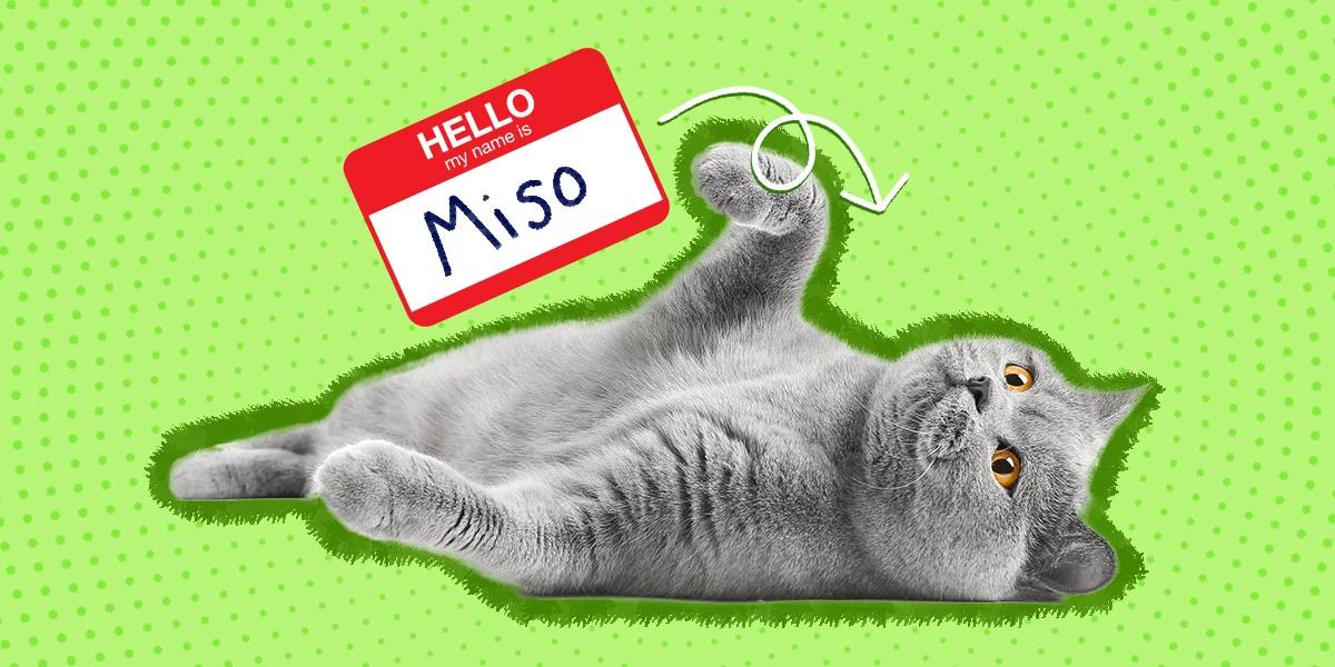 Nombres de gato en japonés: La guía definitiva para elegir el nombre perfecto para tu felino - What are some kawaii cat names anime cat names - What are some kawaii cat names