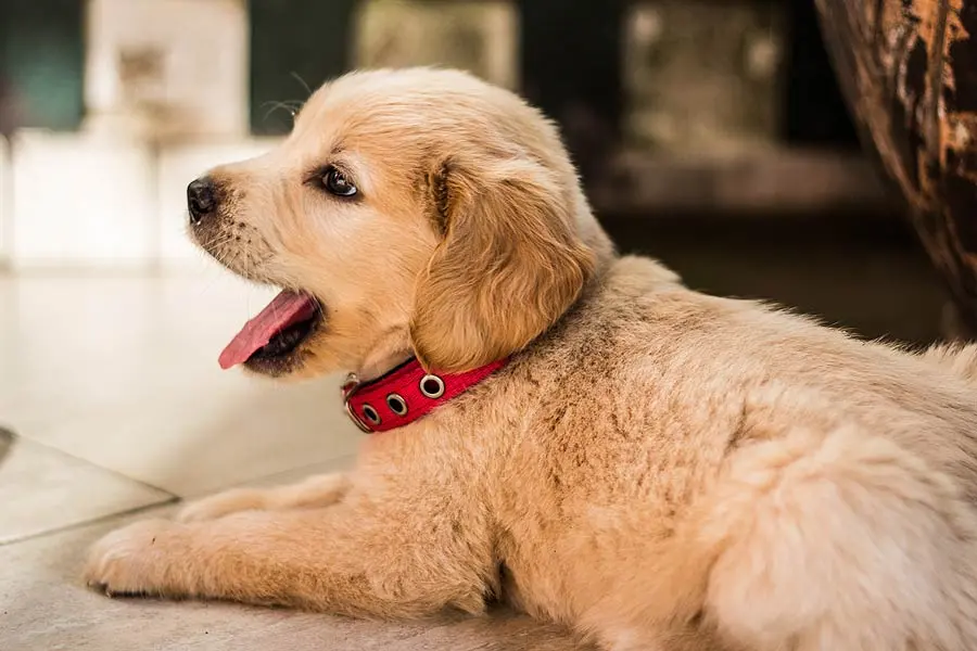 Nombres de Mascotas en Anime: Guía Completa para Elegir el Perfecto - What are some unique pet names anime pet names - What are some unique pet names