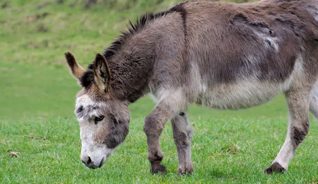El mundo de los burros: Una exploración completa - What are the names of famous donkeys anime donkey - What are the names of famous donkeys