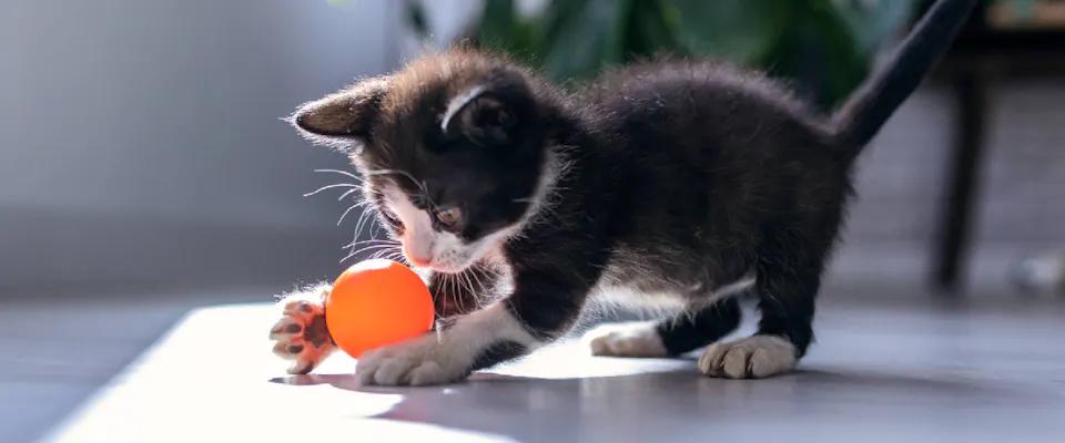 Gatos Anime Blanco y Negro: Una Guía Completa - What breed of cat is a black and white cat black and white anime cat - What breed of cat is a black and white cat