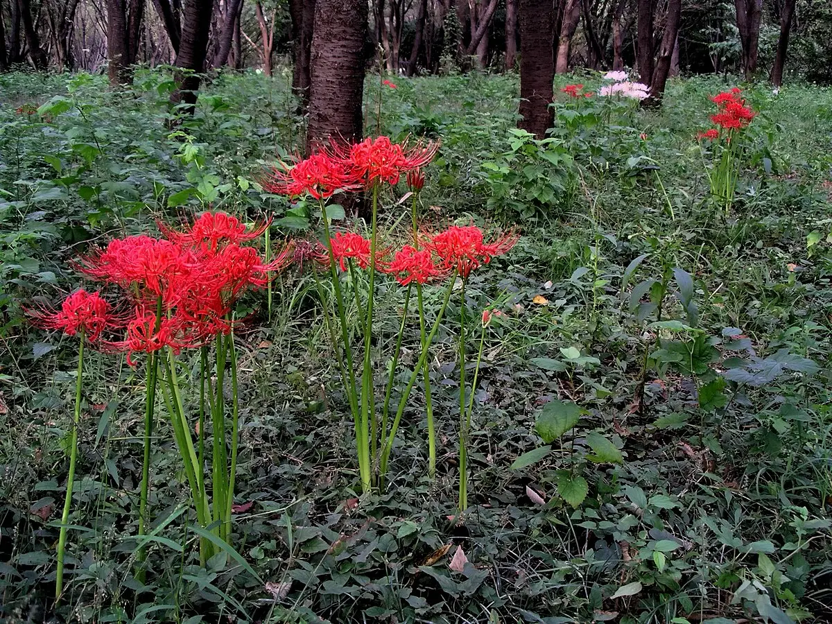 anime flower field - What is the anime red death flower called