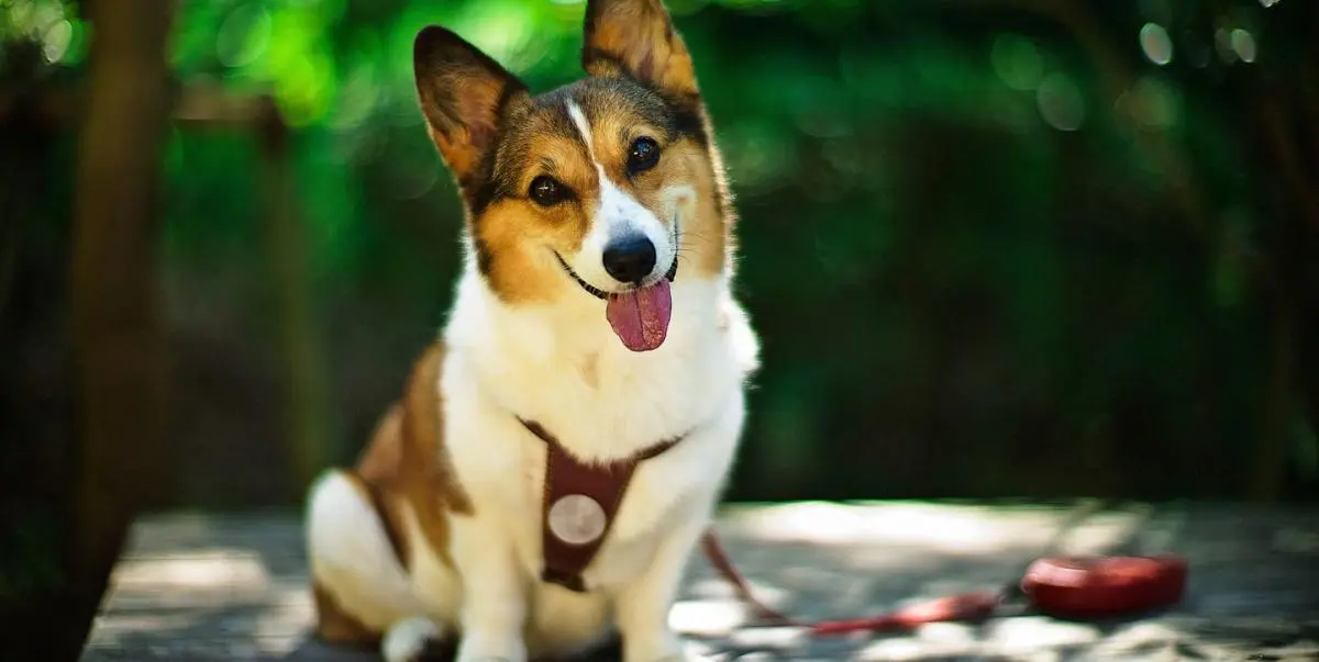 Nombres de perros inspirados en anime: Guía definitiva para elegir el nombre perfecto - What is the rarest dog name anime dog names - What is the rarest dog name