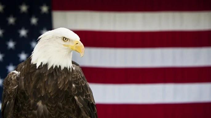 anime eagle - Why is eagle so popular